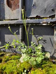 Cardamine hirsuta
