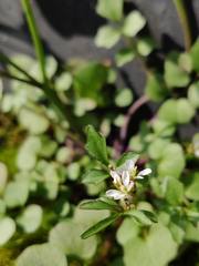 Cardamine hirsuta