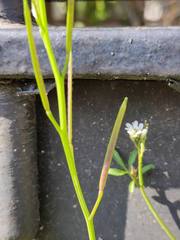 Cardamine hirsuta