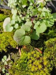 Cardamine hirsuta