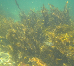 Carpophyllum plumosum