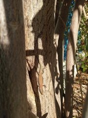 Phoenicolacerta troodica