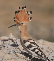 Upupa epops