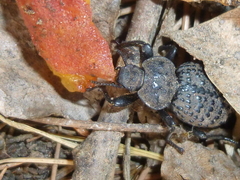 Scotobius pilularius