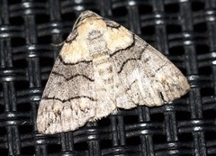 Dysbatus singularis