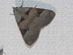 Avatha discolor