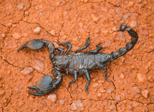 Dictator Scorpion