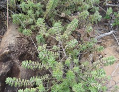 Coleus neochilus image