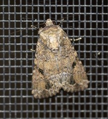Spodoptera exempta