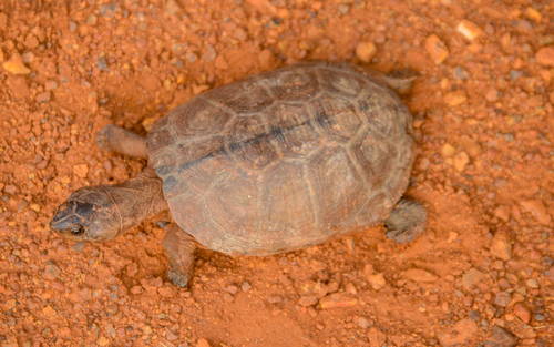 Gabon hinged terrapin