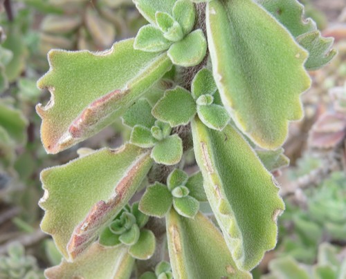 Coleus neochilus image