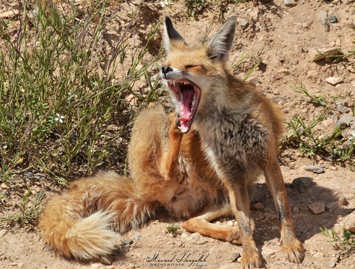 Zorro rojo (Vulpes vulpes)