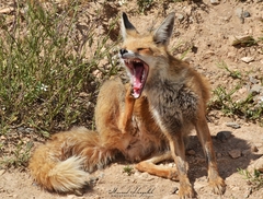 Vulpes vulpes barbara