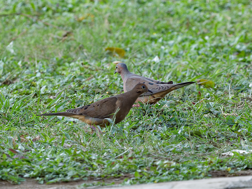 Mourning Dove