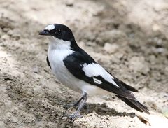 Ficedula speculigera