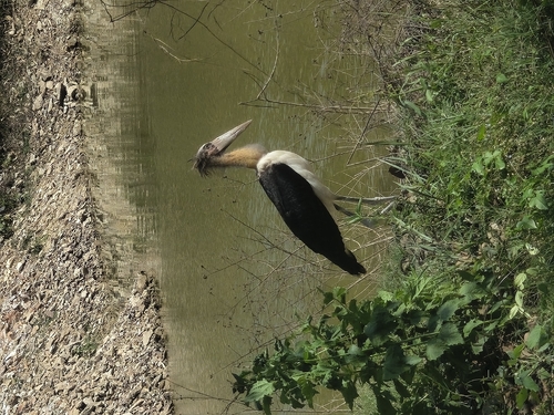 Lesser Adjutant