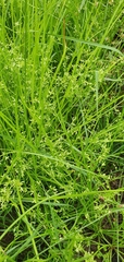 Cyperus flaccidus