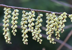Stachyurus praecox