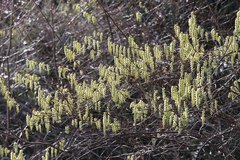 Stachyurus praecox