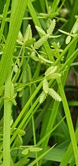 Cyperus flaccidus