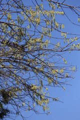 Stachyurus praecox