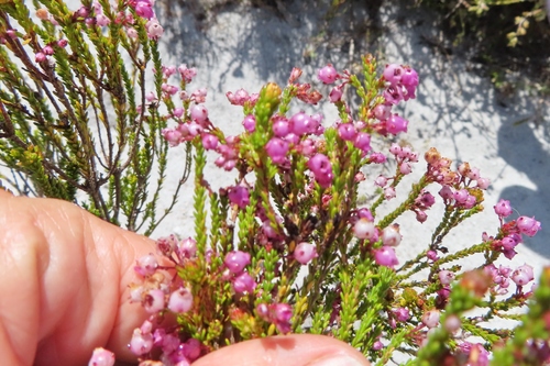Image of Erica ferrea by (c) linkie, some rights reserved (CC BY)