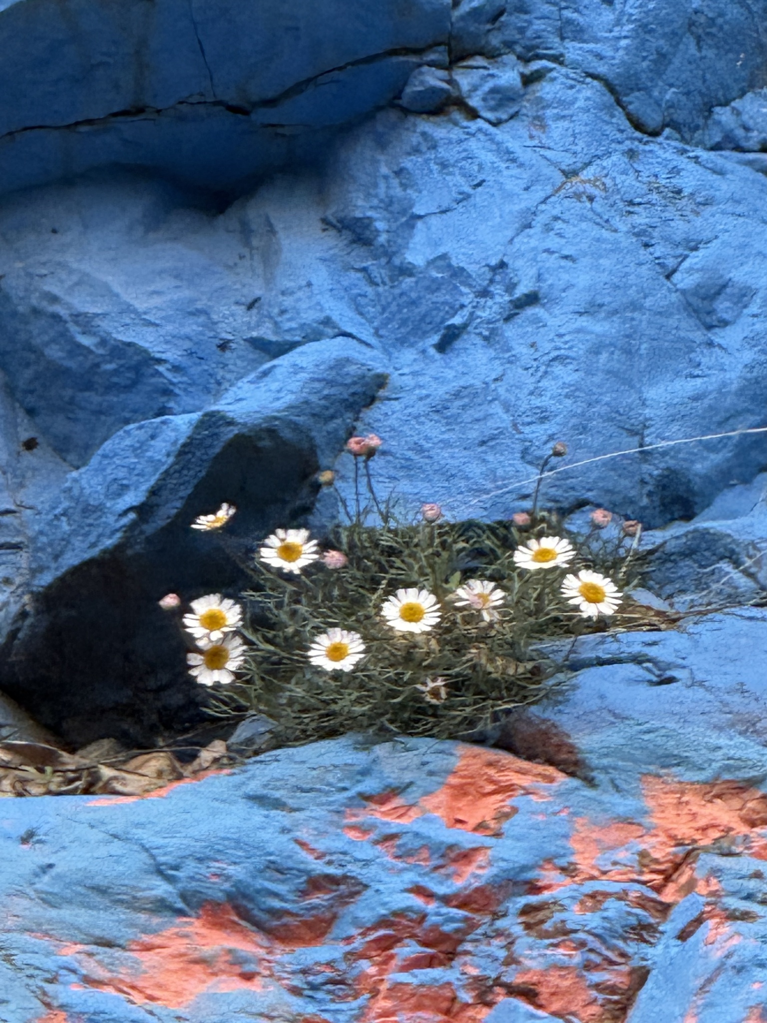 Rhodanthemum atlanticum