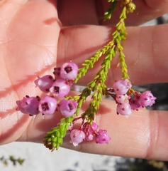 Erica ferrea