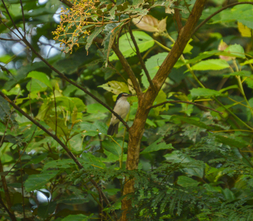 Red-eyed Puffback (Dryoscopus senegalensis), photo 5
