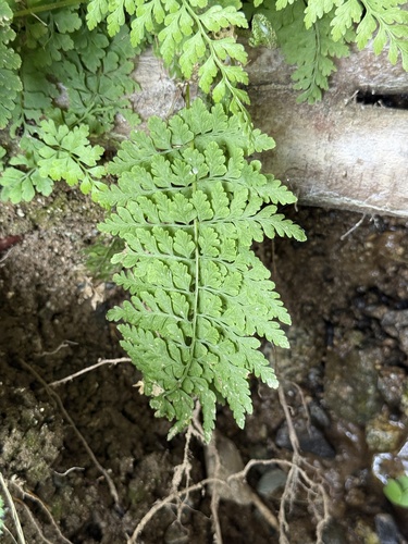 Diaphanous Bladder-fern (Cystopteris diaphana)
