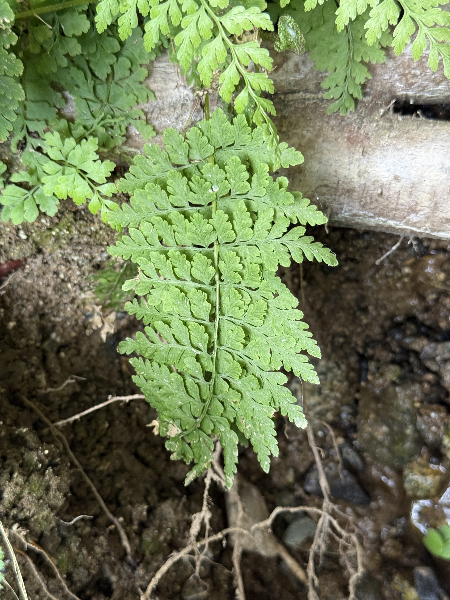 Diaphanous Bladder-Fern (Cystopteris diaphana)