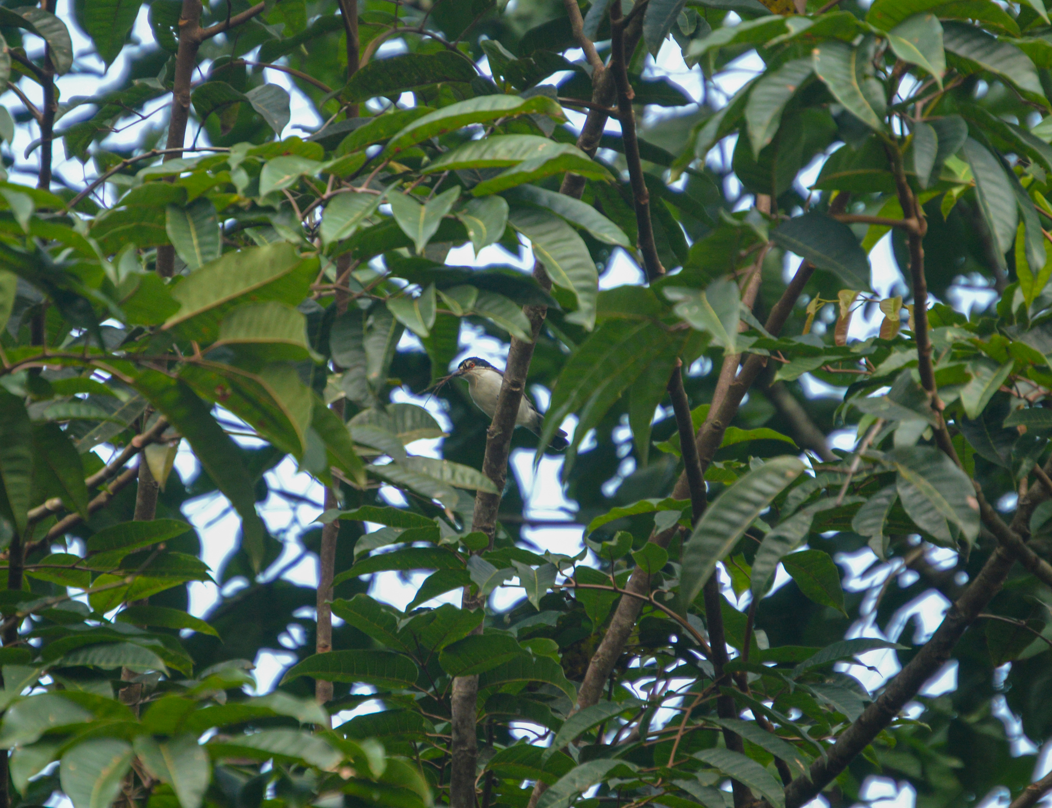 Red-eyed Puffback (Dryoscopus senegalensis), photo 2