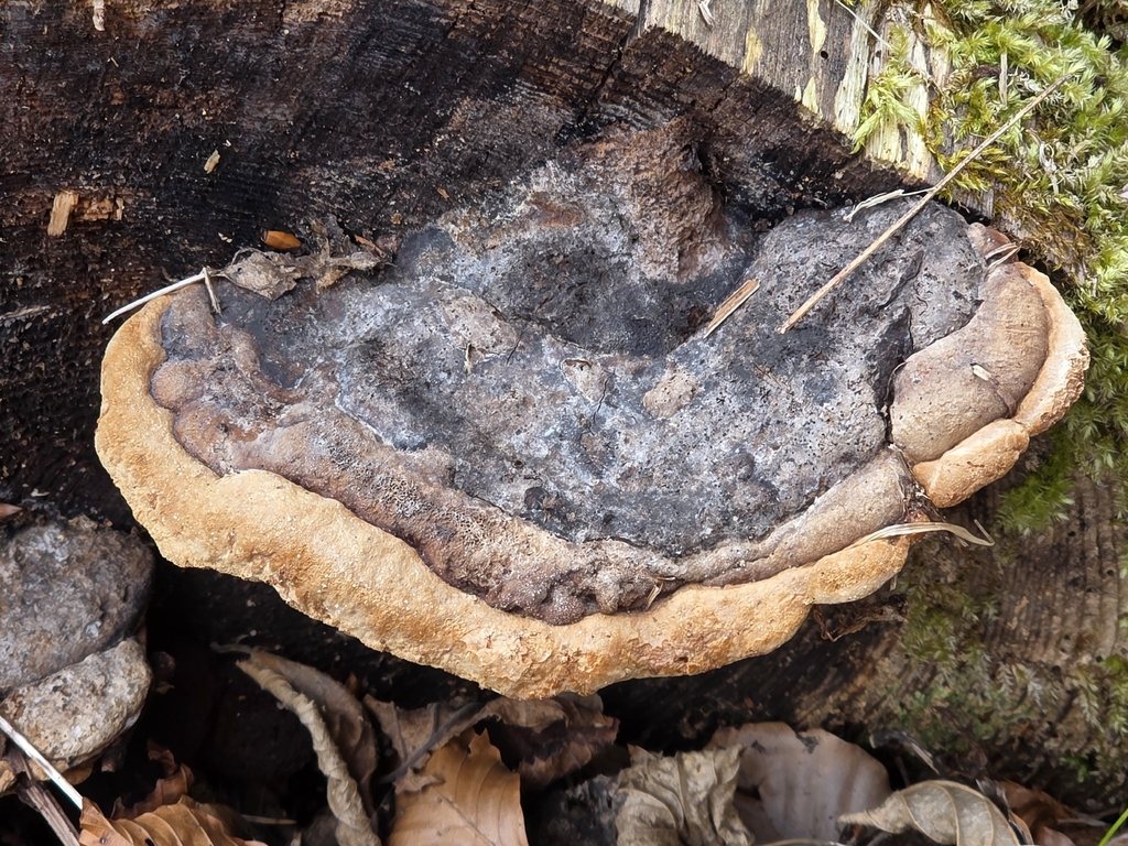 Osmoporus odoratus · March 2026 · photo: © stephen6309 (iNaturalist, cc0)