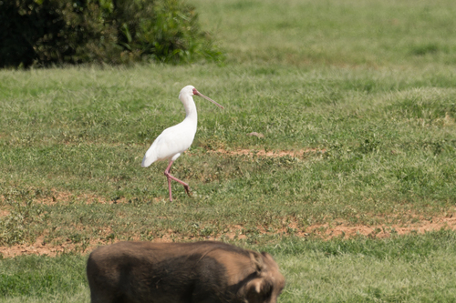 iNaturalist: (c) tkp123, some rights reserved (CC BY-NC), uploaded by tkp123 iNaturalist image