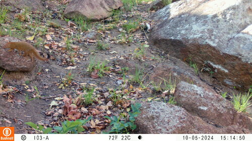 Common Slender Mongoose