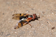 Lamprogaster laeta