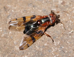 Lamprogaster laeta