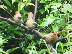 Pterorhinus berthemyi