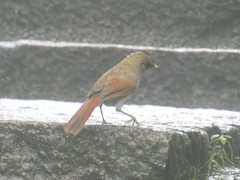 Pterorhinus berthemyi