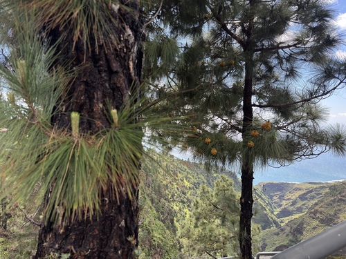 Canary Islands Pine (Pinus canariensis)