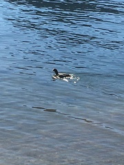 Fulica atra