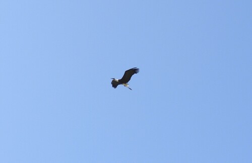 iNaturalist: (c) shivaprakash, some rights reserved (CC BY-NC) iNaturalist image