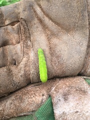 Phlogophora