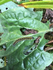 Taicallimorpha albipuncta