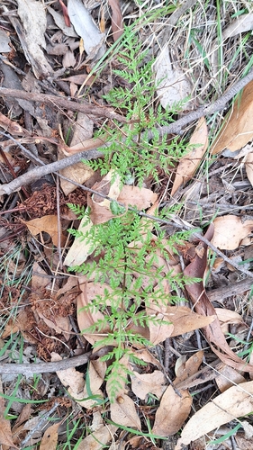 Rock Fern (Cheilanthes austrotenuifolia)