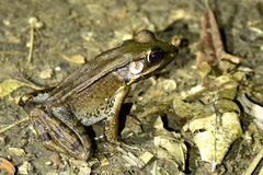 Lithobates vaillanti