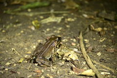 Lithobates vaillanti