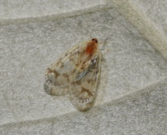 Saccharodite chrysonoe