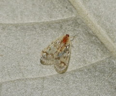 Saccharodite chrysonoe