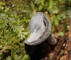 Helvella fibrosa